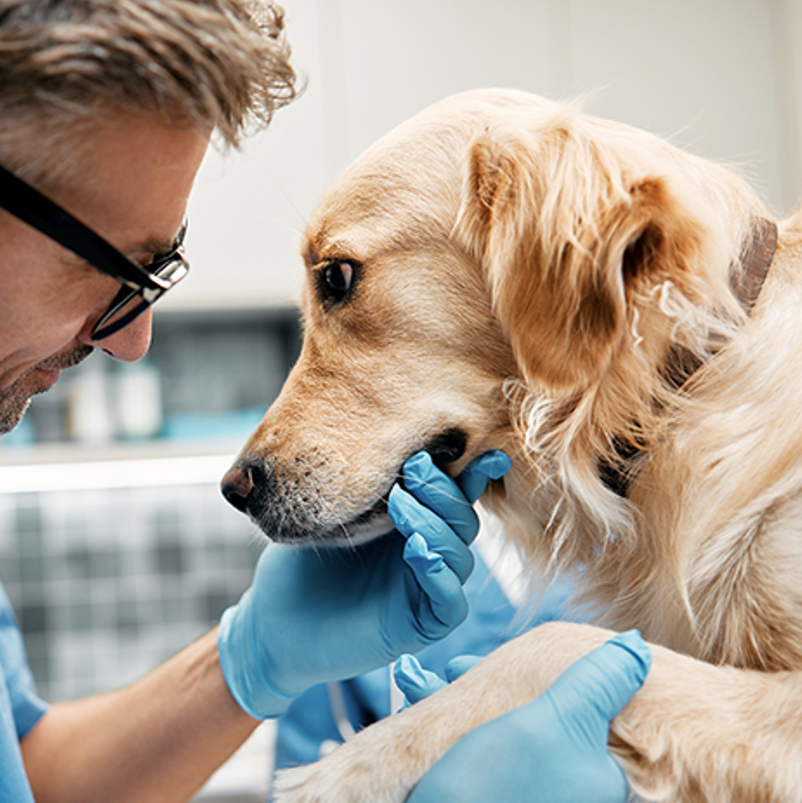 Clinique vétérinaire Aliénor d’Aquitaine (Groupement « Mon Véto »)