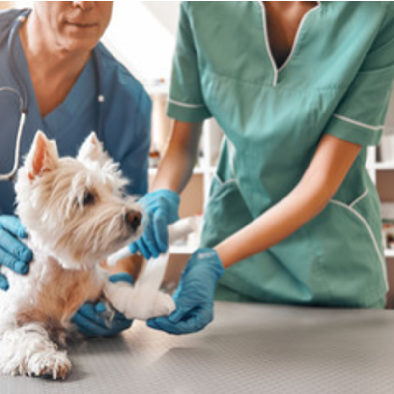 Clinique Vétérinaire La Lande – Extension x2