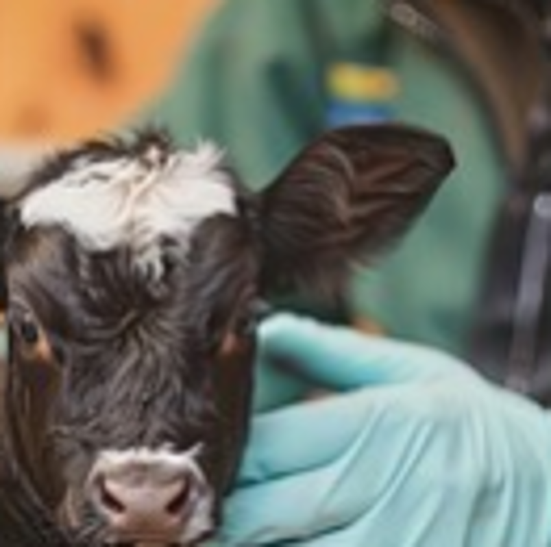 Complexe de 3 cliniques vétérinaires de Haute Charente