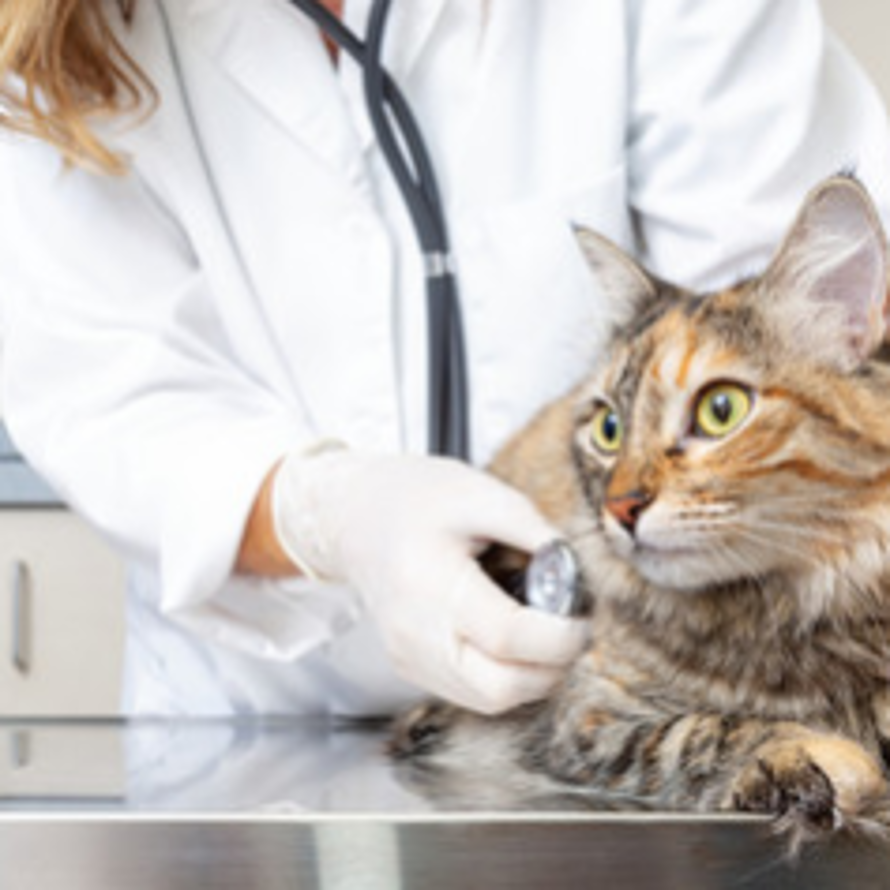 Clinique vétérinaire Saint Martin (Groupement « Mon Véto »)