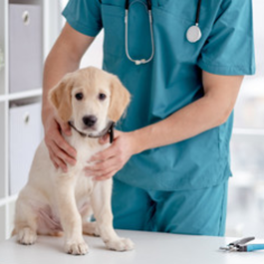 Clinique vétérinaire XOVET (Groupement « Sevetys »)