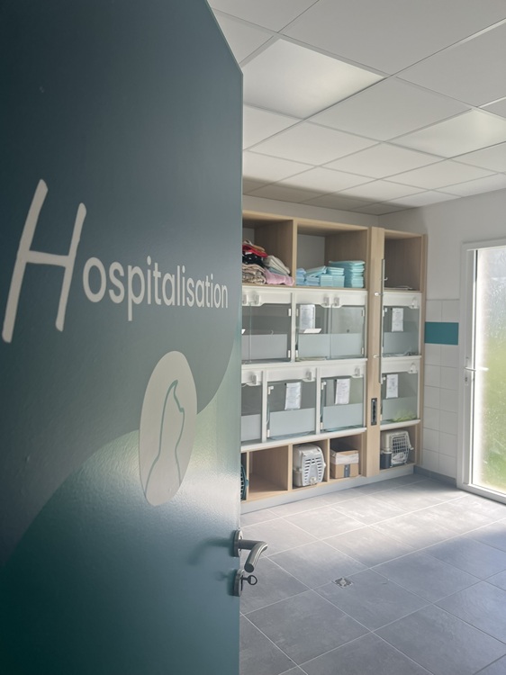 Hospitalisation - Chenil chat