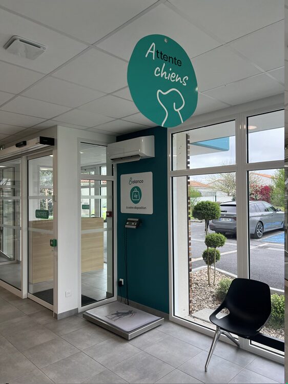Zoom sur les services de la salle d'attente chiens